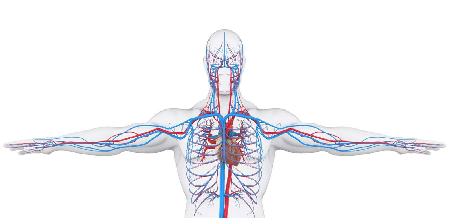 The venous system (module 1 of 4)